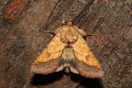 Réf. 187 858 : Pyrrhia umbra